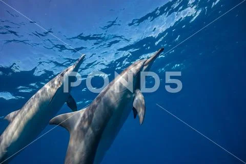 Wild dolphins underwater in deep blue ocean Stock Photos