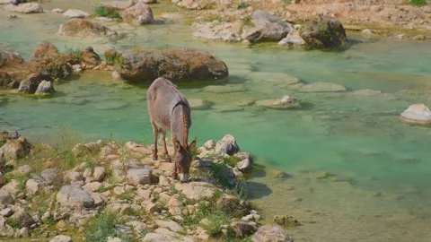 Wild Donkey Drinking from a Turquoise Mountain Stream in the East of Salalah, Om Stock Footage 324769123