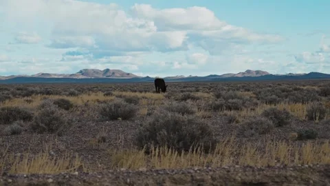 Wild donkey grazing in open Nevada desert landscape 库存影片 342002492