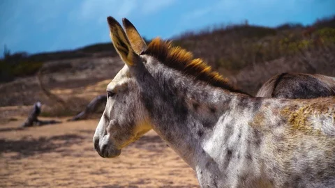 Wild donkey staring while mane blows in the wind. Stock-Footage 95232912