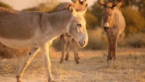 Wild donkey walking on dry grass Stock Footage 103303588