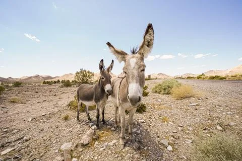 Wild Donkeys Basking In The Hot Desert Sun Near Death Valley Stock Photos