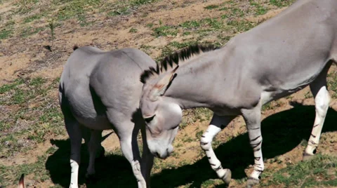 Wild donkeys Stock Footage 32481510