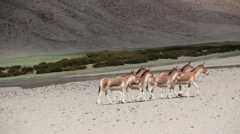 Wild donkeys In Ladakh Stock Footage 51752364