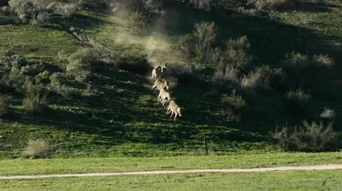 Wild Donkeys run down hill Stock Footage 21361898
