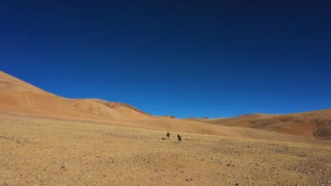Wild donkeys running, wild sheep, wild animal sanctuary, Video stock 241965804