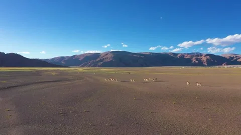 Wild donkeys running on the yellow Video stock 243020301