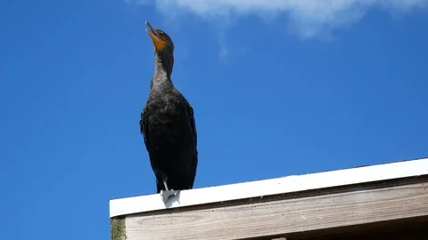 Wild Double Crested Cormorant - Everglades Stock Footage 104747432