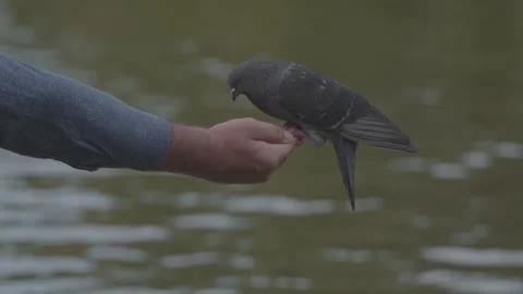 Wild dove on hand 動画素材 139641618