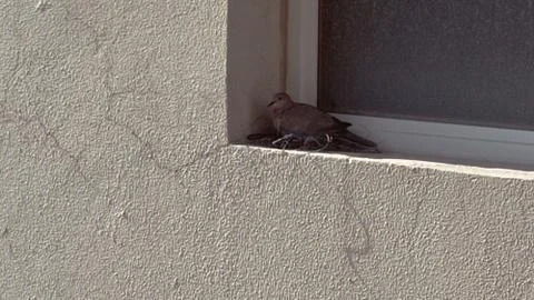 A wild dove or pigeon brooding over her eggs Stock Photos