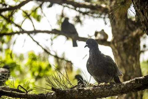 Wild dove on pine tree Stock Photos