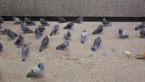 Wild Doves inside Subway Station Vídeo Stock 319509957