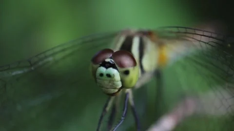Wild dragonfly perching on a flower. Head and eyes close-up Stock Footage 290884296