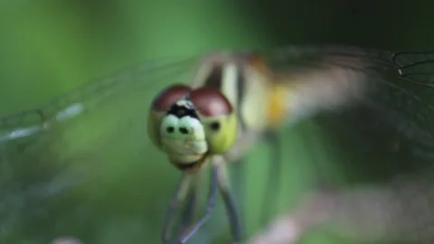 Wild dragonfly perching on a flower. Head and eyes close-up Stock Footage 290884297