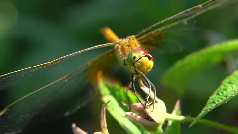 A wild dragonfly turns its head. Close-up and macro shot Stock-Footage 160803087