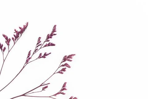 Wild dried flower composition, flat lay and top view, isolated on a white bac Stock Photos