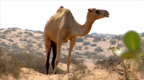 Wild dromedary walk to camera Stock Footage 533988