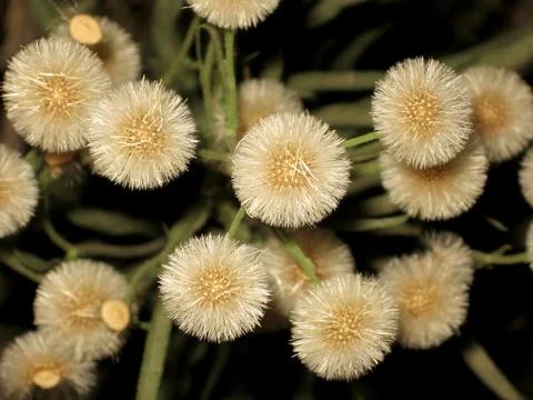 Wild Dry Flowers Stock Photos