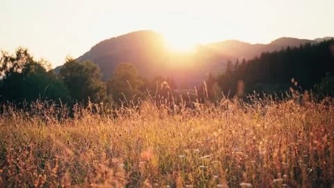 Wild dry grass against the backdrop of mountains during a beautiful sunset. Stock Footage 204781233