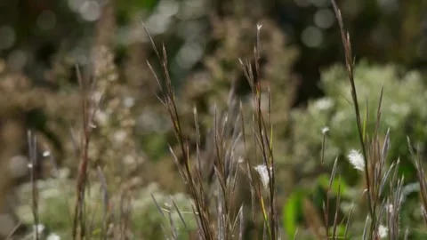 Wild dry grass stems swaying gently in field Stock Footage 329657012