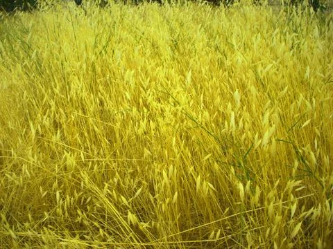 Wild dry grass like wheat Stock Photos