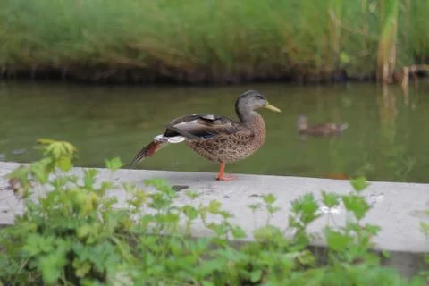 Wild duck 03 Stock Photos