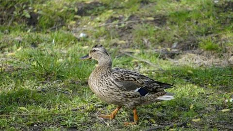 Wild Duck 1 Stock Photos