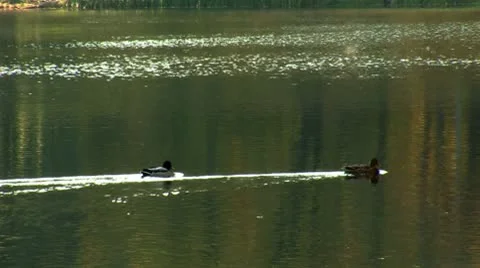 Wild duck 10 Stock Footage 8920445