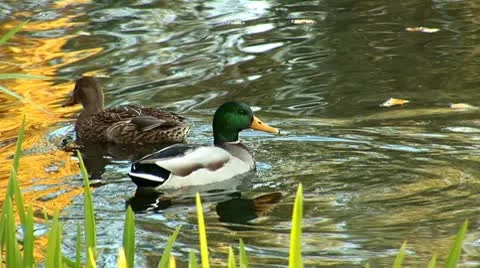 Wild duck 13 Stock Footage 8920443