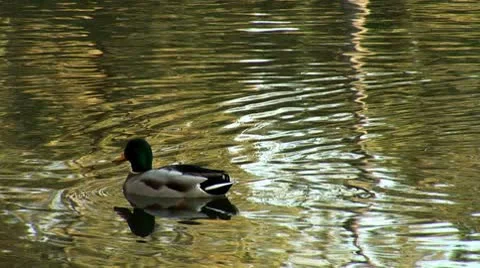Wild duck 14 Stock Footage 8920441