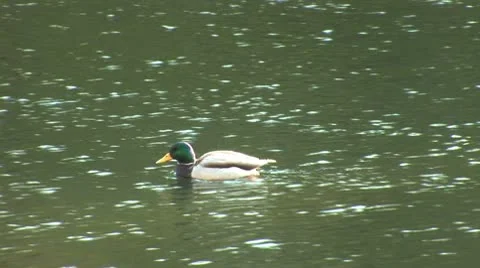 Wild duck 16 Stock Footage 8920439