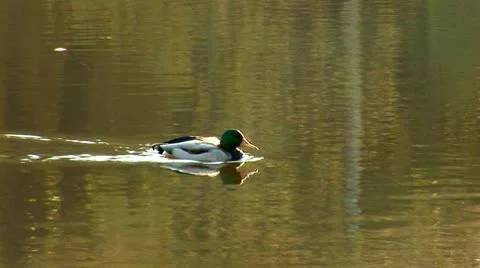 Wild duck 17 Stock Footage 8920431