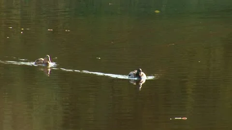 Wild duck 18 Stock Footage 8920425