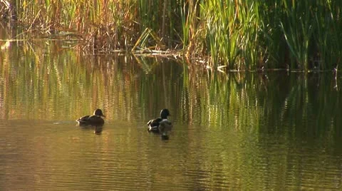 Wild duck 19 Stock Footage 8920426