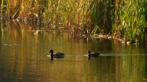 Wild duck 20 Stock Footage 8920422