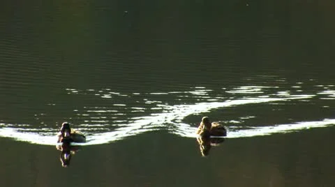 Wild duck 21 Video stock 8920418