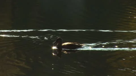 Wild duck 22 Stock Footage 8920415