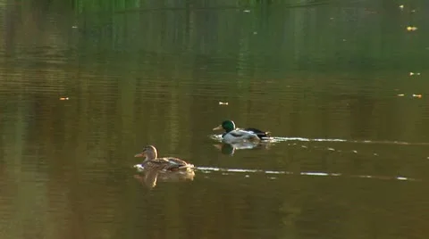 Wild duck 23 Stock Footage 8920414