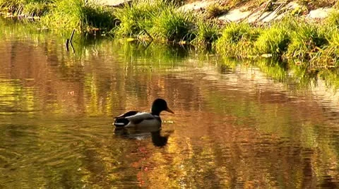 Wild duck 27 Video stock 8920406