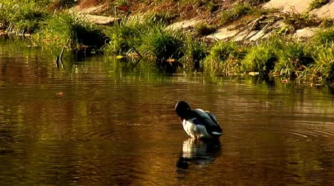 Wild duck 28 Video stock 8920413