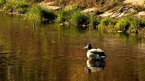 Wild duck 29 Video stock 8920438