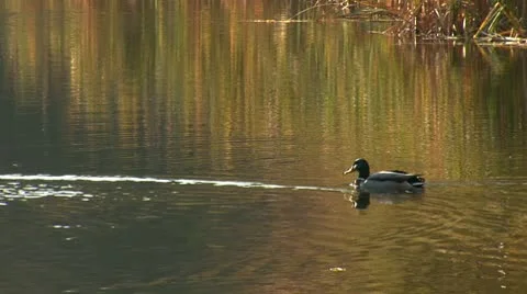 Wild duck 30 Stock Footage 8920403