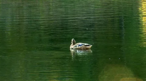 Wild duck 7 Stock Footage 8920401