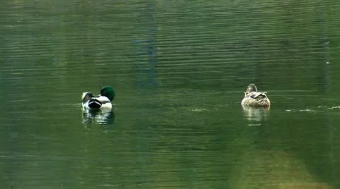 Wild duck 8 Stock Footage 8920392