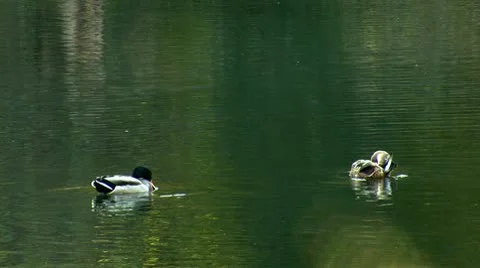 Wild duck 9 Stock Footage 8920395