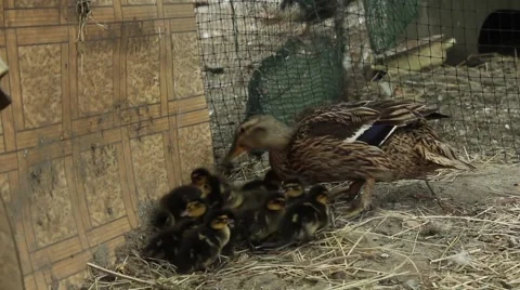 Wild duck and ducklings 2 스톡 동영상 51111563