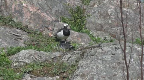 Wild duck and their nest Stock Footage