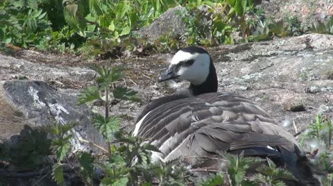 Wild duck and their nest Stock Footage