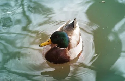 Wild duck background Stock Photos