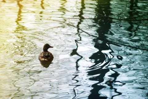 Wild duck background Stock Photos